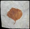 Detailed Fossil Leaf (Zizyphoides) - Montana #68308-1